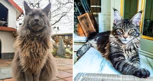 The most exclusive maine coon breeders are the ones that have cat show winner lineage. 9 Majestic Maine Coon Cats You Should Be Following On Insta