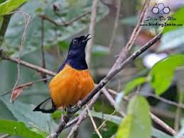Dari sekian banyak jenis, burung murai jantan merupakan salah satu yang terfavorit. Mengenal Murai Borneo Si Gembung Yang Sangat Istimewa Pamankicau