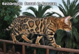 Is my cat a bengal? Bengal Cat Features Character Of The Bengal Cat And Features Habbits Of The Bengal Cat