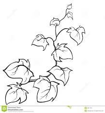 Use the vine and the branches coloring page as a fun activity for your next children's sermon. Drawing Of Ivy Leaves Vines Novocom Top