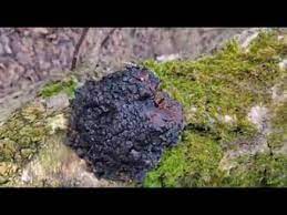 Truf mantari fiyati kac tl truf. Ormanlarin Kara Elmasi Chaga Mantari Kanserde Cok Faydalari Oluyor Chaga Mantar Youtube