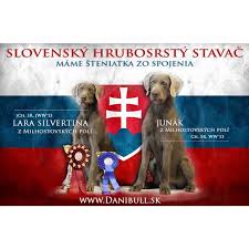 Image result for slovenský ohař hrubosrstý