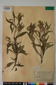 Image result for Ethulia