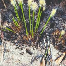 Image result for Bulbostylis contexta