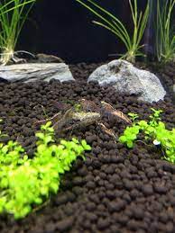 Planted Tank Substrates Are Key To A Successful Planted Aquarium This Article Takes A Look At The Best Ch Planted Aquarium Aquarium Freshwater Aquarium Plants
