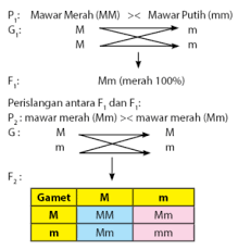 Tanaman mangga rasa manis (aa) disilangkan dengan tanaman mangga rasa masam (aa). Pewarisan Sifat Monohibrid Intermediet Dan Dihibrid Idschool