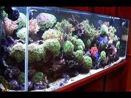 Find a fishstore near you are you looking for a tropical fish store, saltwater fish store, or freshwater fish store?well, you've come to the right place. The Wonder Of The Aquarium Store Just Video Of Salt Water Fish And Corals Youtube
