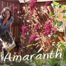 Purple amaranth plants grow easily. All About Amaranth History Cook It Eat It Grow It Home Grown Fun
