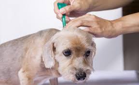 Un bel lavaggio in lavatrice ad alta temperatura e con un detergente. Come Eliminare Le Pulci In Casa Mondopets It