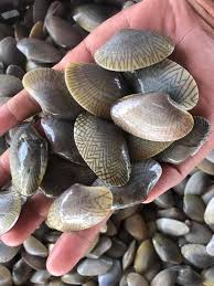 Download retak seribu mp3 music file. Pembekal Siput Retak Seribu Facebook