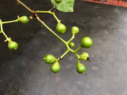 Image result for Cordia mukuensis