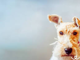 Image result for foxterier drsnosrstý