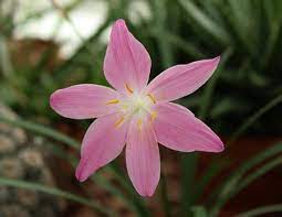 This Delicate Pink Rain Lily Known As Zephyranthes Macrosiphon Hidalgo Form Grows In The Woodward Park Conservatory Rain Lily Lily Plants