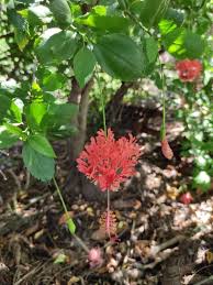 Image result for Hibiscus schizopetalus