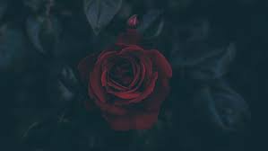 A collection of the top 41 red and black aesthetic laptop wallpapers and backgrounds available for download for free. Hd Wallpaper Dark Flowers Leaves Petals Red Flowers Rose Wallpaper Flare