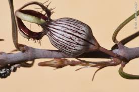 Image result for Ceropegia achtenii