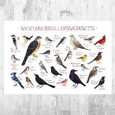 Birds Of New Jersey Field Guide Massachusetts Backyard Birds Field Guide Art Print Etsy In 2020 Backyard Birds Bird Poster Black Bird