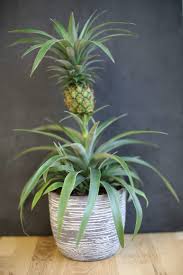 Ananas Einpflanzen Anleitung Tipps Zum Anbau Plantura Ananas Pflanzen Ananas Einpflanzen Pflanzen