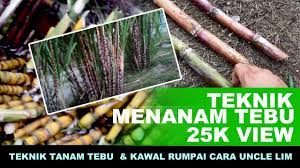 Cara tanam tebu yang betul. Teknik Menanam Tebu Part 2 Pertanian Youtube