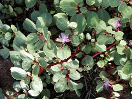 Image result for Sesuvium portulacastrum