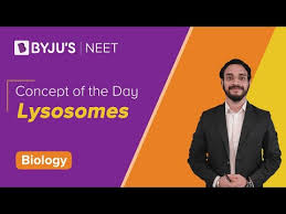 Cytotoxic t cells can induce target cells to undergo programmed cell death. Can You Live Without Lysosomes Byju S