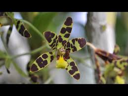 Image result for Ansellia africana