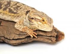 Fun Bearded Dragon Facts Information