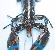 Epingle Sur Homard Langouste Cigale