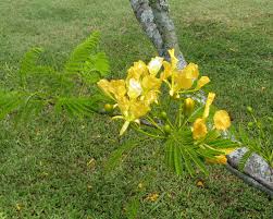 Image result for Delonix