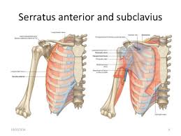 Tutorials on the shoulder muscles (e.g rotator cuff muscles shoulder problems including pain, are one of the more common reasons for physician visits for musculoskeletal symptoms. Muscles Of Shoulder
