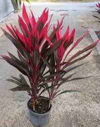 Cordyline Tropical Plants Tropical Landscaping Plant Life