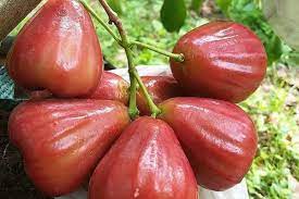 Jambu air madu dikenal dengan rasanya yang sangat manis dan menyerupai madu. Dahsyat Permintaan Jambu Madu Lebih Dari 1 Ton Per Hari Peluangusahaku Id Solusi Dan Inspirasi Bisnisku
