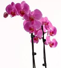 Orchid flowers and bud blast. Phalaenopsis Orchid Care What To Do With Broken Leaves And Stems