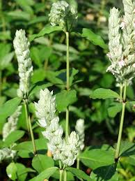 Image result for Justicia betonica