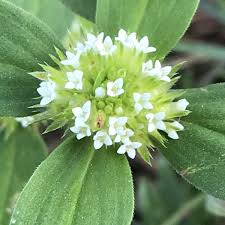 Image result for Mitracarpus