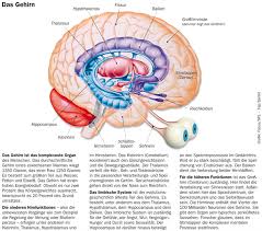 Gehirntumor Gesundheitsberater Berlin
