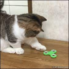 Funny Cat For Laugh Gifhttps I Redd It Dknit2x5fh031 Gif Funny Cat Videos Cat Gif Animals Funny Cats