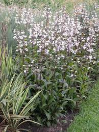 Penstemon Digitalis Husker Red Plant Finder Tradgardsarbete Vaxter Tradgard