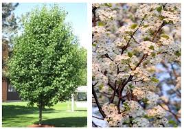 Do us all a favor. Cleveland Select Pear The Garden Kingdom