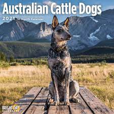 However, the australian cattle dog only got recognized as a breed in the united states and canada in 1980. Australian Cattle Dog Kalender 2021 Kaufen Einfach Online Bestellen Brightday