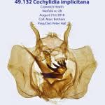 Image result for Cochylidia implicitana