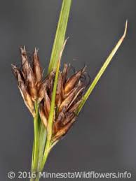 Image result for Rhynchospora brevirostris