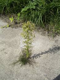 Image result for Conyza