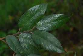 Image result for Marquesia acuminata