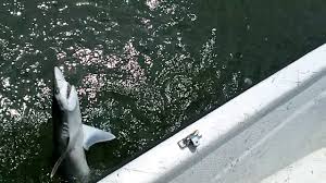 Bonnethead Shark #1 Greeting Card By Larry Linton