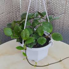 Image result for Selago lacunosa