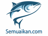 Kumpulan gambar kartun ikan di laut lucu yang bisa di unduh dan download. Gambar Ikan Tenggiri Kartun Gambar Ikan Hd