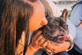 Check spelling or type a new query. 10 Legit Breeders For French Bulldogs For Sale In Washington