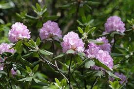 Image result for Rhododendron
