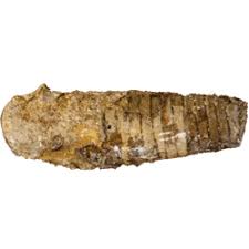 Image result for Orthopichonia